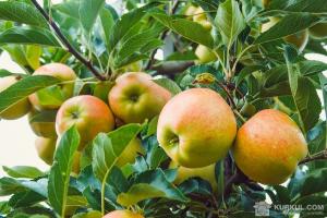 Урожай яблук в ЄС зросте на третину