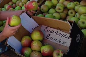 На Вінниччині фермер продає «марковані» яблука 