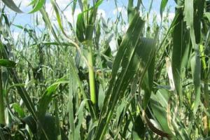 Пошкоджені посіви кукурудзи