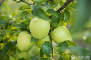 В Україні суттєво подешевшали яблука