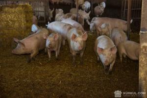 Японський свинячий грип іде на зміну АЧС