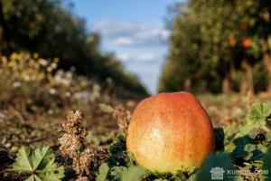 Україна наростила експорт яблук майже вчетверо