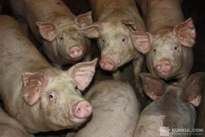 Обсяги вирощування свиней зменшилися на 3%