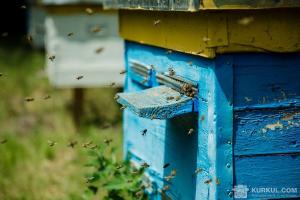 Бджолярі просять заборонити авіаобробку полів