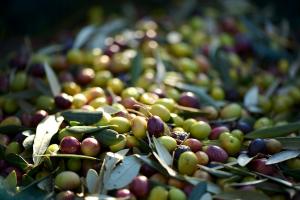 Вирощування оливок на півдні України принесе мільйони — думка