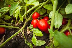 В Україні різко подорожчали тепличні томати