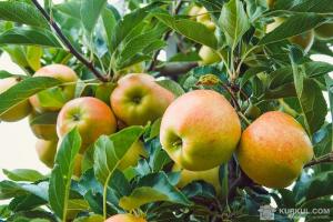 Українські сорти яблук не затребувані у Європі — думка