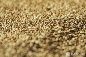 Зерна пшениці