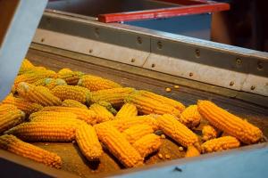 Завод LNZ із виробництва насіння кукурудзи розпочав роботу