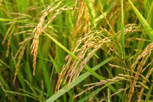На Херсонщині розпочали збирати рис
