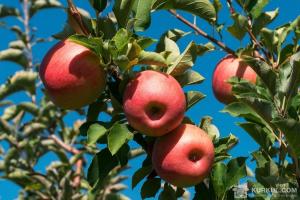 Рекордний урожай яблук ускладнить реалізацію продукції
