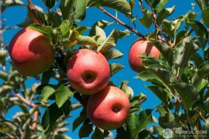 У Молдові ініціюють держзакупівлі яблук