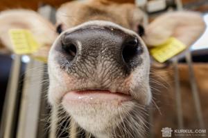 На Одещині від корови «сибіркою» заразилося 5 осіб