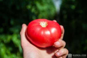 Експорт томатів знизився на 29%