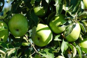 Україна знизила експорт яблук