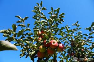 Українські фермери відмовляються від збирання яблук