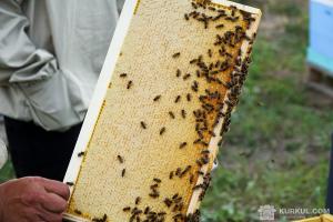 Пасічники прогнозують зростання ціни на мед удвічі