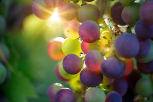 На Миколаївщині очікують збільшення урожаю винограду на 50%