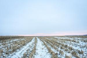 Днями в Україні прогнозують мокрий сніг