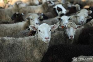 Через бюрократичну тяганину в порту загинуло понад 100 овець