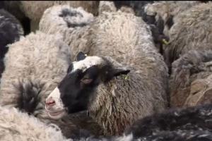 Врятовані вівці гинуть — ветеринари прогнозують ще більше смертей