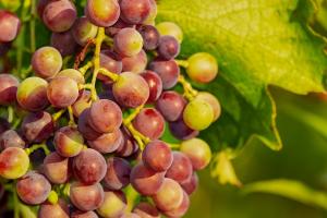 Цьогорічний урожай винограду в Італії стане найбільшим у світі
