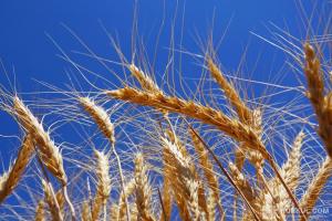 Посіви пшениці