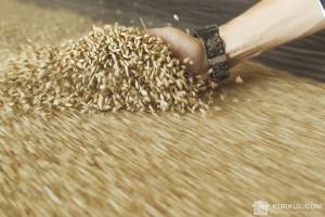 Зросли світові ціни на зерно на 9%