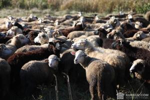 Дослідження не виявили інфекційних хвороб у овець із порту