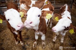 В ЄС заборонять використовувати антибіотики для лікування людей у тваринництві
