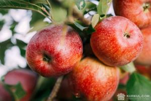 Фермер з Буковини відкрив сортувальну лінію для яблук 