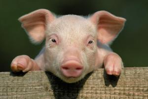 Зросло поголів’я свиней у сільськогосподарських підприємствах