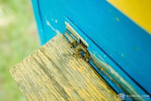 Українським бджолам загрожує карантинний шкідник із США