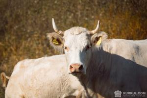 Швейцарські фермери не отримуватимуть дотацій на корів з рогами