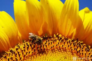 Бджіла на соняшнику