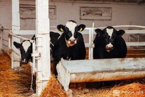 Оновлений європейський закон посилив контроль за антибіотиками у тваринництві