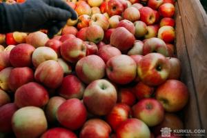 Мінімальна експортна ціна яблук склала 8 грн/кг