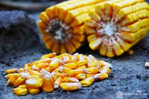 USDA підвищив прогноз виробництва та експорту кукурудзи для України 