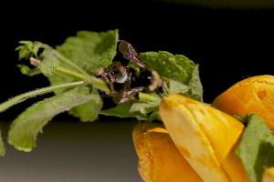Бджоли з крихітними сенсорними рюкзаками збиратимуть дані про посіви