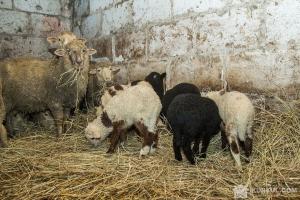 Вівці, врятовані із фури у порту, народили ягнят