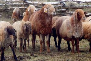 На Черкащині фермер розводить овець гісарської породи