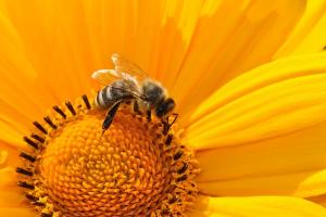 У Німеччині відмовляються від пестицидів заради бджіл