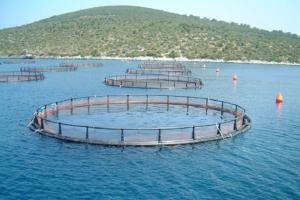 Держава передбачила фінансову підтримку виробникам аквакультури