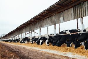 Держпродспоживслужба нагадала фермерам про необхідність інвентаризації худоби