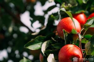 Ціни на яблука в Україні формує інтерес з боку експортерів