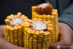 Найбільше кукурудзи зібрали на Полтавщині 