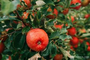 Фермери прогнозують неврожай яблук у 2019 році