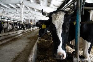 У Німеччині серед худоби поширюється катаральна лихоманка