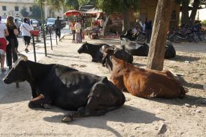 Безпритульні корови в Індії