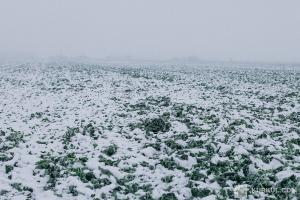  В Україні склалися найкращі погодні умови для озимих за останні десятиліття 